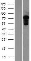 MED25 Human Over-expression Lysate