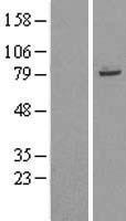 TRIM56 Human Over-expression Lysate
