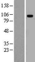 TLR10 Human Over-expression Lysate