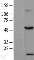 TEX13A Human Over-expression Lysate