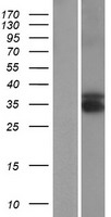 TEX13B Human Over-expression Lysate