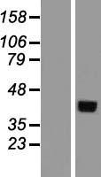 PSG2 Human Over-expression Lysate