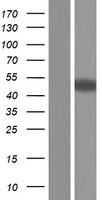 Neuronal calcium binding protein (NECAB3) Human Over-expression Lysate