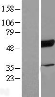 RBCK1 Human Over-expression Lysate
