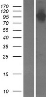 NIR1 (PITPNM3) Human Over-expression Lysate