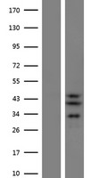 SLC25A28 Human Over-expression Lysate