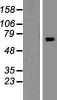 INO80B Human Over-expression Lysate