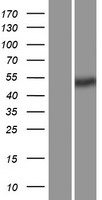 PLVAP Human Over-expression Lysate