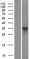 SCRT1 Human Over-expression Lysate