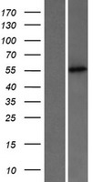 PUS3 Human Over-expression Lysate