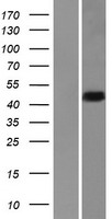 HNRPDL (HNRNPDL) Human Over-expression Lysate