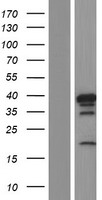HNRNPD Human Over-expression Lysate