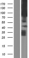 PCDHA1 Human Over-expression Lysate