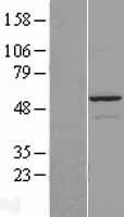 GSDMC Human Over-expression Lysate