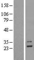 MRP L9 (MRPL9) Human Over-expression Lysate