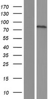 IKB zeta (NFKBIZ) Human Over-expression Lysate