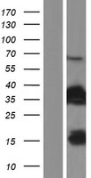 FAM107B Human Over-expression Lysate