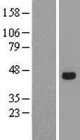 SOX7 Human Over-expression Lysate