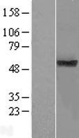 TMUB1 Human Over-expression Lysate