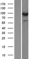 COG3 Human Over-expression Lysate