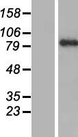 PARP9 Human Over-expression Lysate