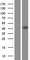 RBM4B Human Over-expression Lysate
