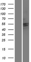CRISPLD2 Human Over-expression Lysate