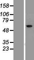 RIOK1 Human Over-expression Lysate