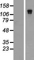 NBR1 Human Over-expression Lysate