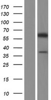 TMEM121B Human Over-expression Lysate