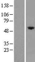 FRMD8 Human Over-expression Lysate