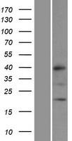 MRPL32 Human Over-expression Lysate