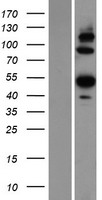 ANGPTL6 Human Over-expression Lysate