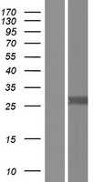 MIXL1 Human Over-expression Lysate