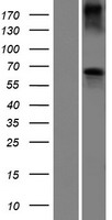 BCO2 Human Over-expression Lysate