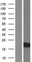 KRTAP9-2 Human Over-expression Lysate