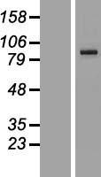 PCDHGA1 Human Over-expression Lysate