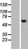PTBP1 Human Over-expression Lysate