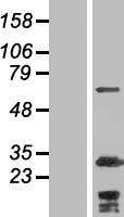 Myosin Phosphatase 2 (PPP1R12B) Human Over-expression Lysate