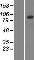 PCDHGB5 Human Over-expression Lysate