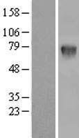 C16orf9 (FAM234A) Human Over-expression Lysate