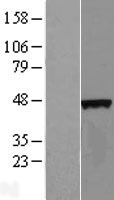C4orf17 Human Over-expression Lysate