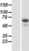 NSRP1 Human Over-expression Lysate