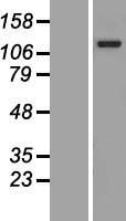 VARP (ANKRD27) Human Over-expression Lysate