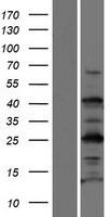 C1orf49 (TEX35) Human Over-expression Lysate