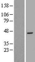 RBM48 Human Over-expression Lysate