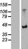 SLC7A6OS Human Over-expression Lysate