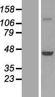 PHAX Human Over-expression Lysate