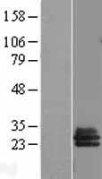 SLAP2 (SLA2) Human Over-expression Lysate