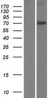 C19orf44 Human Over-expression Lysate